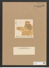 Schizonema tenne Ag. (de-Toni-Nr.: Genus 20, Species 1205) Zeichnungen Sammlung Grunow Nr. 2312 (NHMW-BOT-W0369435)